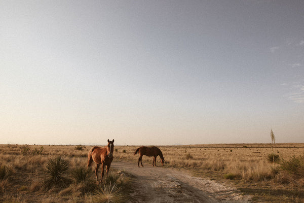 High Desert Herd Print